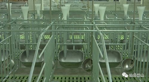 建筑智能化赋能 舟山打造投资1.5亿元的无人化智能万头养猪场